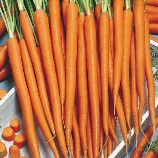 McKenzie Seeds Carrot Seeds, Tenderlong Imperator