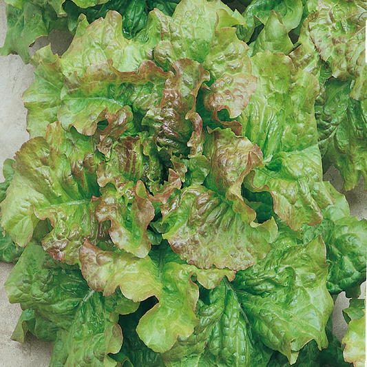 McKenzie Seeds Lettuce Seeds, Prizehead