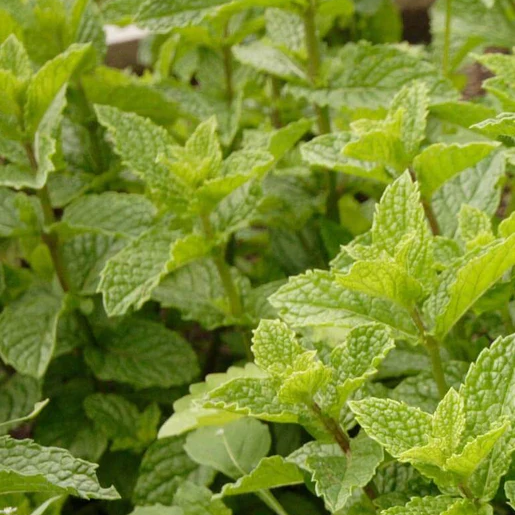 West Coast Seeds Peppermint - Peppermint