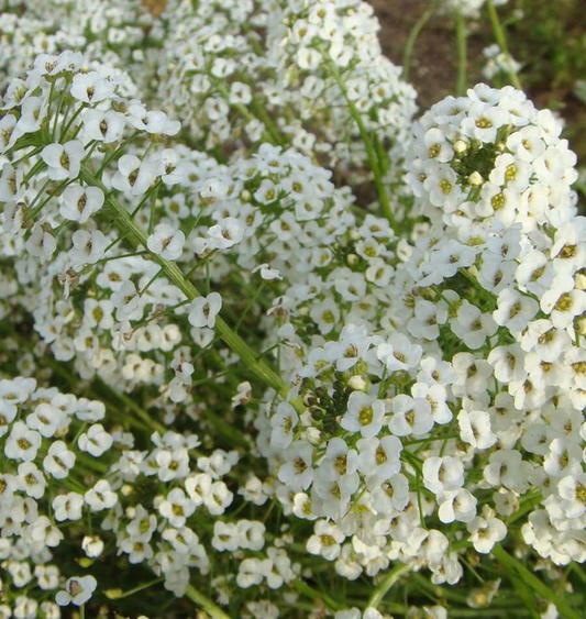 West Coast Seeds Alyssum - Snow Cloth