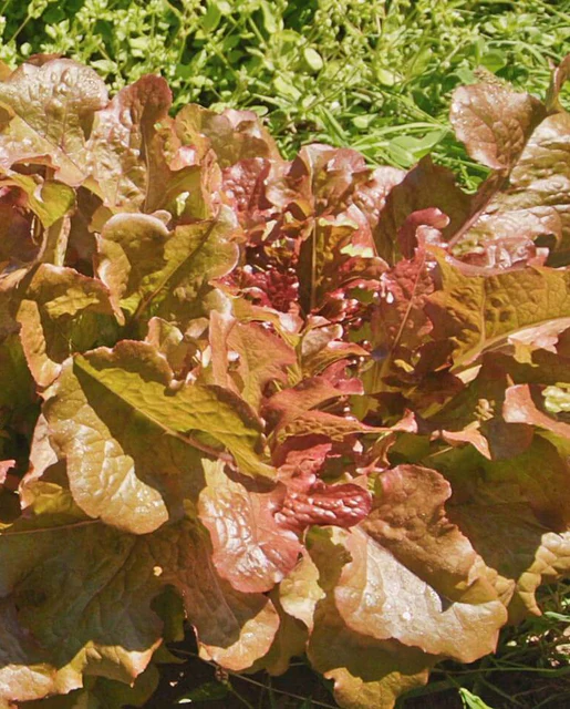 West Coast Seeds Lettuce - Red Salad Bowl
