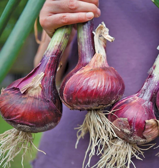 West Coast Seeds Onions - Redwing F1 (Coated)