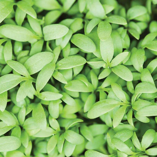 West Coast Seeds Cress - Persian Cress Certified Organic