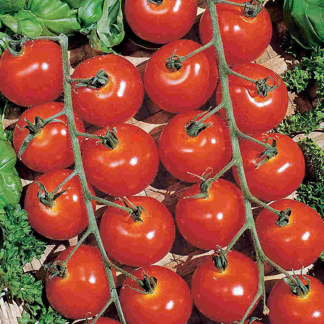 McKenzie Seeds Organic Tomato Seeds, Sweetie