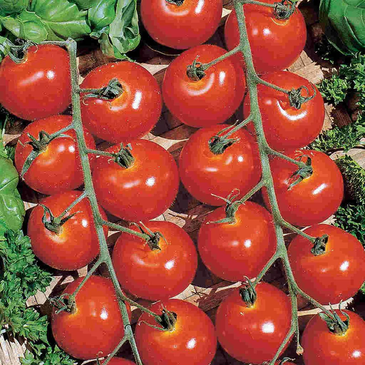 McKenzie Seeds Organic Tomato Seeds, Sweetie