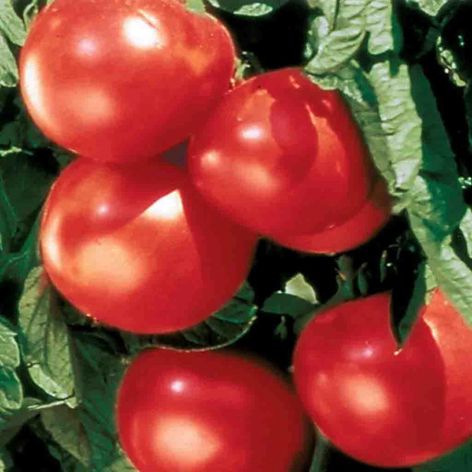 McKenzie Seeds Tomato Seeds, Bonny Best