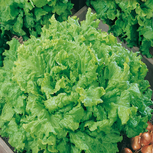 McKenzie Seeds Lettuce Seeds, Grand Rapids
