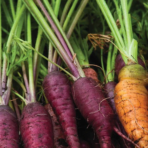 West Coast Seeds Carrots - Cosmic Purple