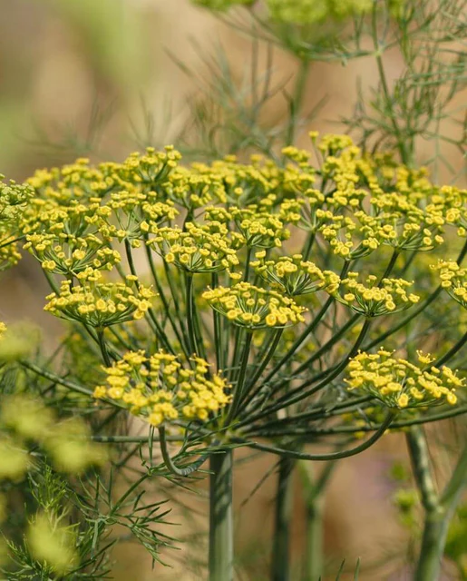 West Coast Seeds Dill - Fernleaf Dill