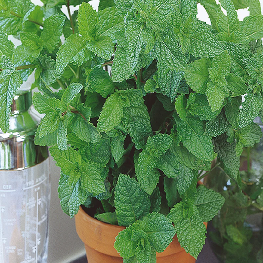 McKenzie Seeds Mint Seeds