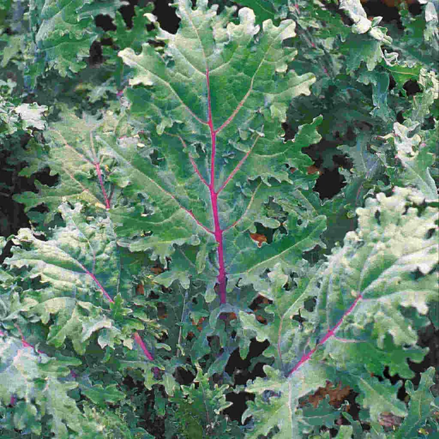 McKenzie Seeds Kale Seeds, Red Russian