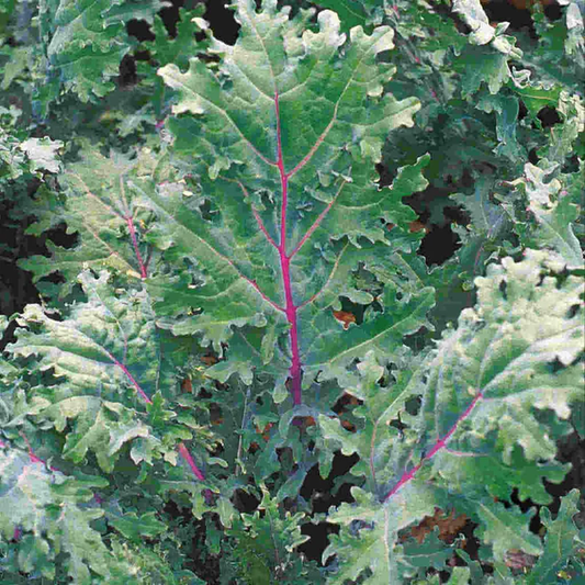 McKenzie Seeds Kale Seeds, Red Russian