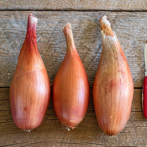 West Coast Seeds Onions - Zebrune