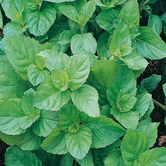 McKenzie Seeds Peppermint Seeds