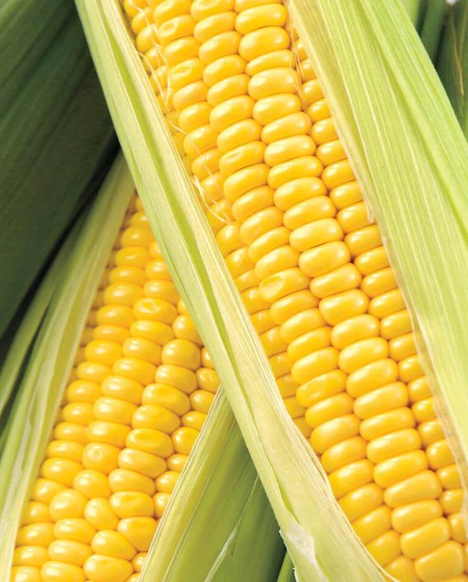 West Coast Seeds Corn - Honey Select