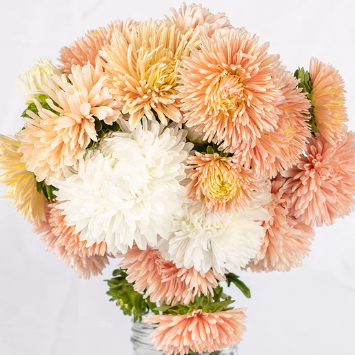 West Coast Seeds Aster - The Roses Mix