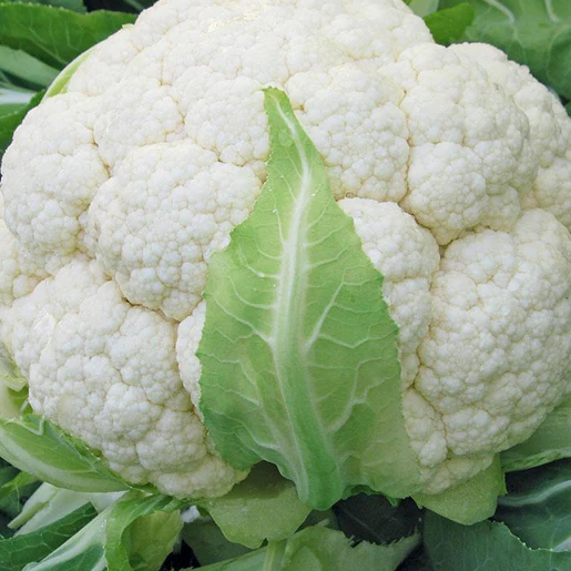 West Coast Seeds Cauliflower - Skywalker F1 (Coated) Certified Organic