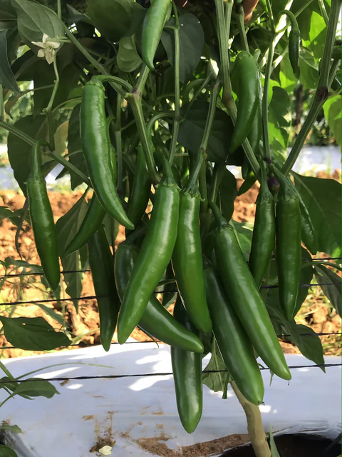 West Coast Seeds Peppers - Pathfinder F1