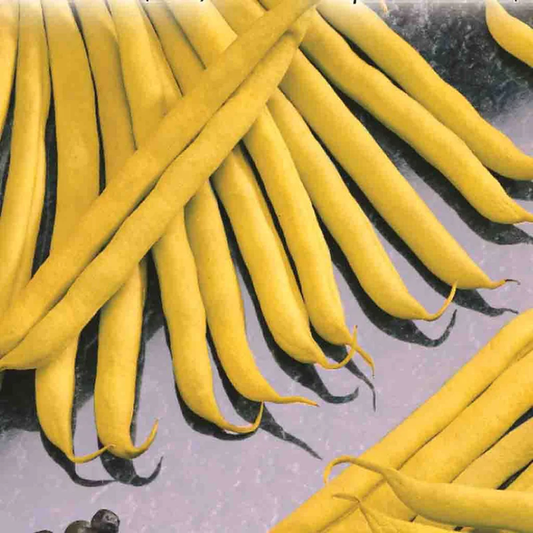 McKenzie Seeds Bean Seeds, Improved Golden Wax Bush
