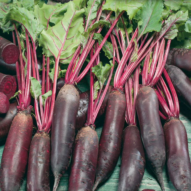 McKenzie Seeds Beet Seeds, Cylindra Formanova