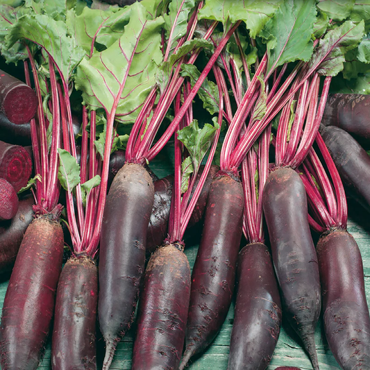 McKenzie Seeds Beet Seeds, Cylindra Formanova