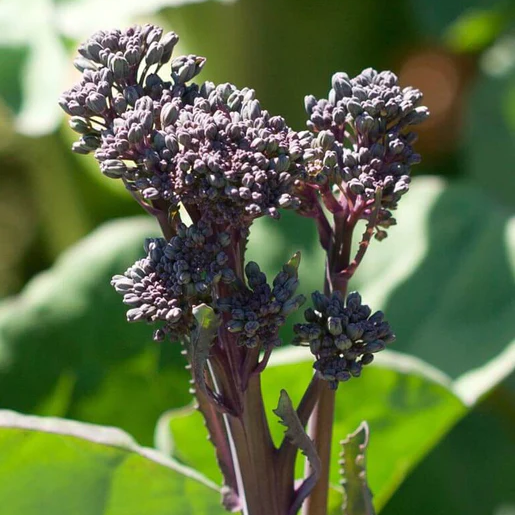 West Coast Seeds Broccoli - Summer Purple