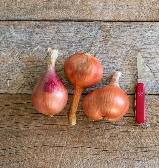 West Coast Seeds Onions - Ambition F1 (Coated)