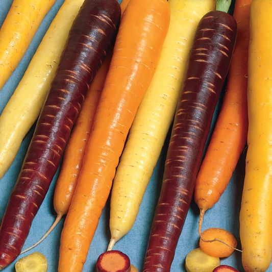 McKenzie Seeds Organic Carrot Seeds, Rainbow Mix