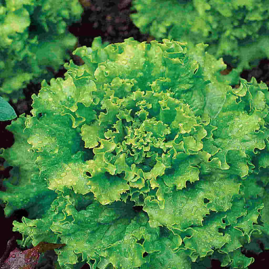 McKenzie Seeds Lettuce Seeds, Early Great Lakes
