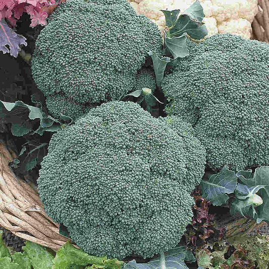 McKenzie Seeds Organic Broccoli Seeds, Green Sprouting