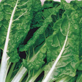 McKenzie Seeds Organic Swiss Chard Seeds, Fordhook Giant
