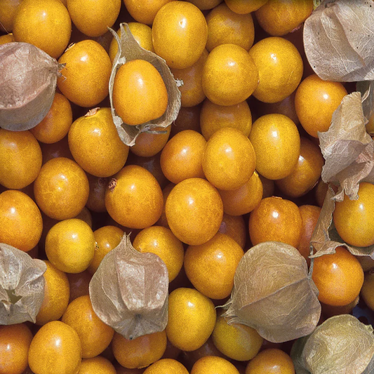 McKenzie Seeds Ground Cherry Seeds Aunt Molly
