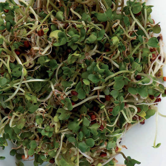 McKenzie Seeds Organic Sprouts Sandwich Booster Seeds