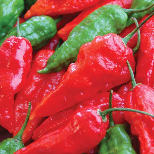 West Coast Seeds Peppers - Ghost Chili Pepper