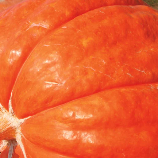 West Coast Seeds Pumpkins - Dill’s Atlantic Giant