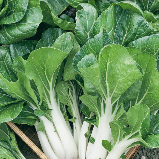McKenzie Seeds Pak Choi Seeds, Cantong White