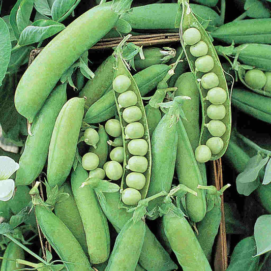 McKenzie Seeds Pea Seeds, Alaska