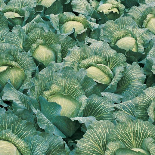 West Coast Seeds Cabbage - Lennox F1 (Coated) Certified Organic