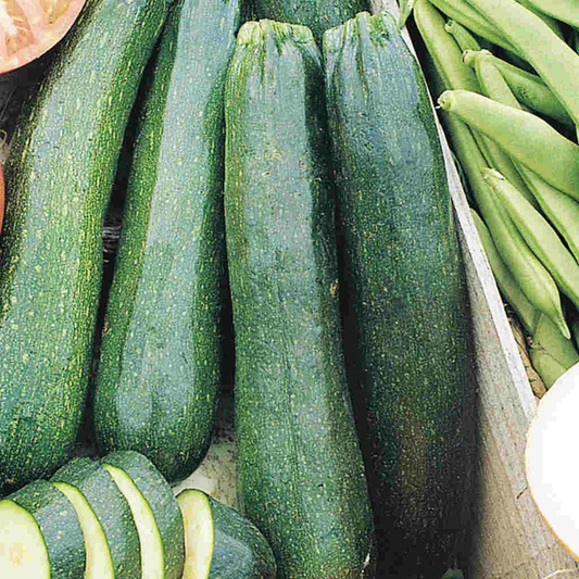 McKenzie Seeds Organic Zucchini Seeds, Black Beauty
