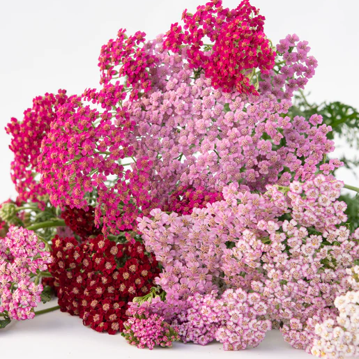 West Coast Seeds Achillea - Flowerburst Fruit Bowl