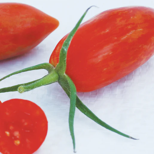 West Coast Seeds Tomatoes - Prairie Fire Certified Organic