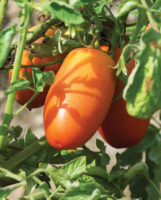 West Coast Seeds Tomatoes - San Marzano Lampadina Organic