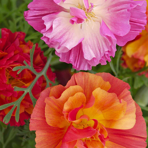 West Coast Seeds Poppies - California - XL Jelly Beans