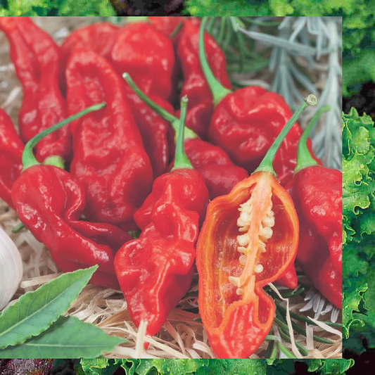 McKenzie Seeds Pepper Seeds, Wicked Ghost Hybrid