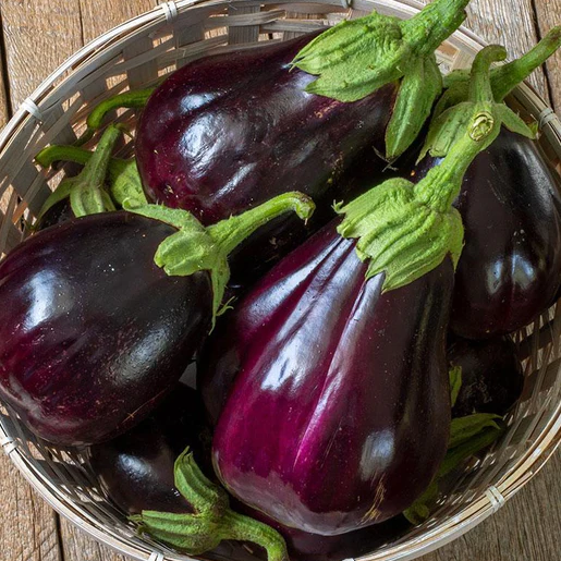 West Coast Seeds Eggplants - Black Beauty Certified Organic