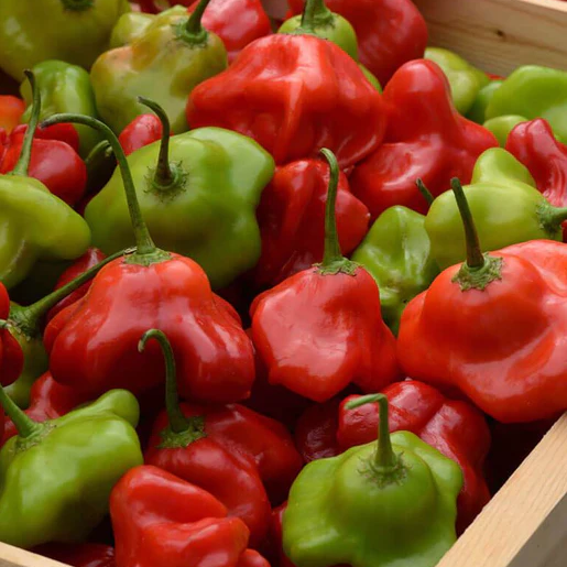West Coast Seeds Peppers - Mad Hatter F1