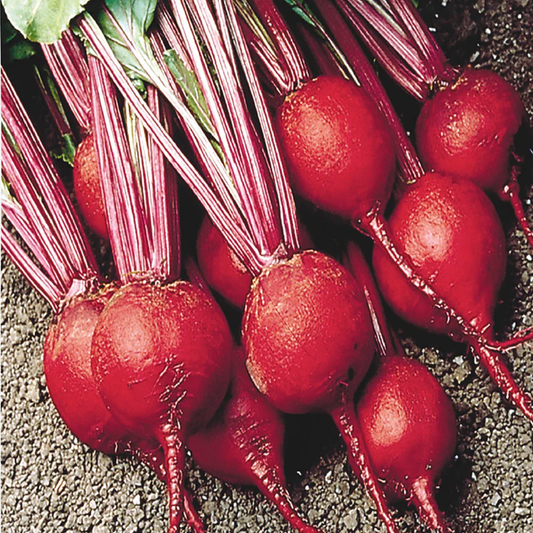 McKenzie Seeds Organic Beet Seeds, Early Wonder Tall Top