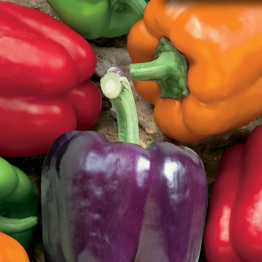 McKenzie Seeds Organic Pepper Seeds, Rainbow Blend