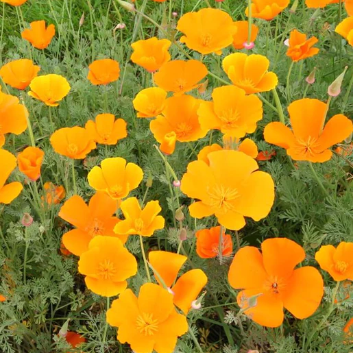 West Coast Seeds Poppies - California - California Orange
