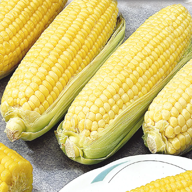 McKenzie Seeds Corn Seeds, Canadian Early Supersweet Hybrid SH2